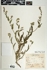 Amsinckia intermedia image