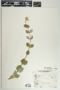 Lonicera interrupta image