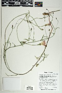 Calystegia longipes image