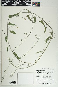 Convolvulus equitans image