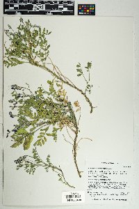 Astragalus allochrous image