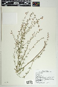 Lotus wrightii image