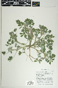 Lupinus concinnus image