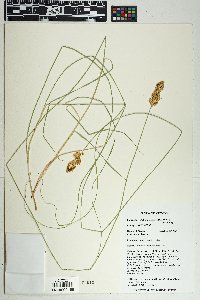 Carex alma image