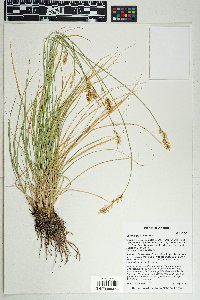 Carex agrostoides image