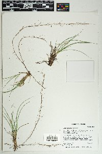 Carex geophila image