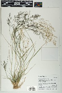 Eragrostis lehmanniana image
