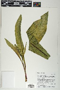 Rumex hymenosepalus image