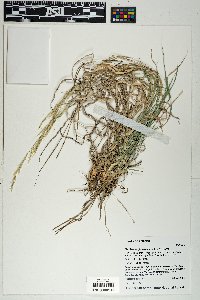 Muhlenbergia virescens image