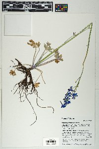 Delphinium scaposum image
