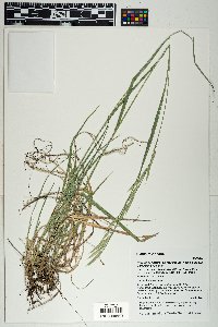 Bromus marginatus image