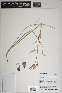 Calochortus ambiguus image