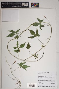 Ipomoea cristulata image
