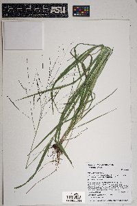 Panicum hallii image