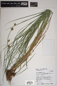 Carex athrostachya image