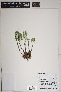 Noccaea fendleri image