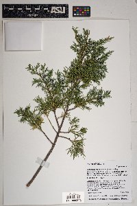 Juniperus monosperma image