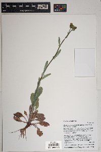 Packera neomexicana image