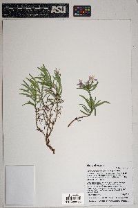 Phlox woodhousei image