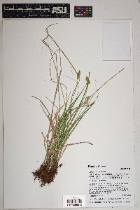 Carex siccata image