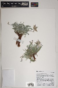 Astragalus tephrodes image