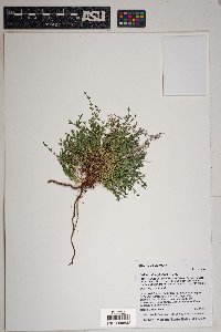 Galium microphyllum image