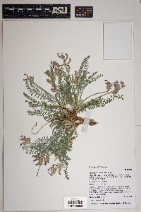 Astragalus tephrodes image