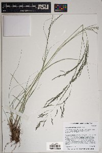 Eragrostis curvula image