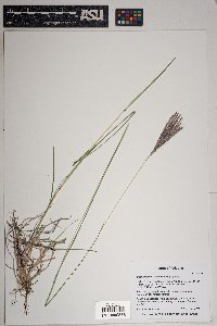 Bothriochloa ischaemum image