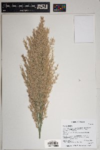 Arundo donax image