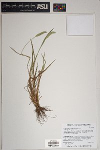 Alopecurus carolinianus image