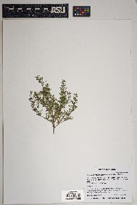 Schistophragma intermedium image