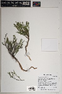 Hebecarpa macradenia image