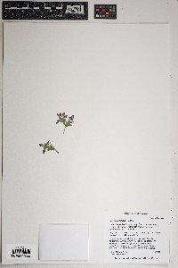 Polygala rusbyi image