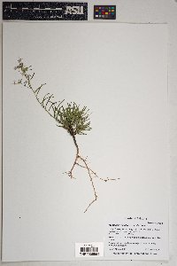 Ipomopsis multiflora image
