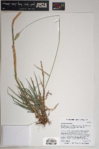 Phalaris minor image