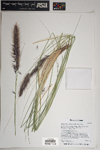Pennisetum setaceum image