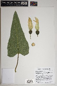 Cucurbita foetidissima image