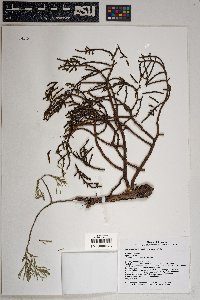 Phoradendron juniperinum image