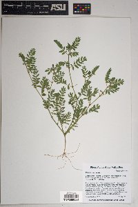 Tribulus terrestris image