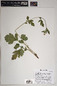 Geum aleppicum image