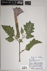 Datura wrightii image