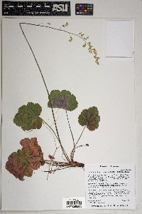 Heuchera glomerulata image
