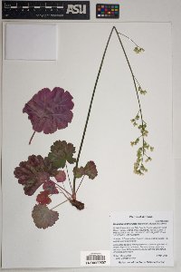 Heuchera glomerulata image