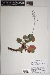 Heuchera rubescens image