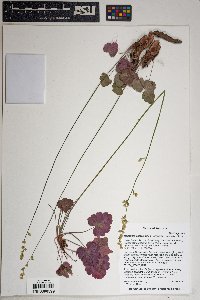 Heuchera eastwoodiae image