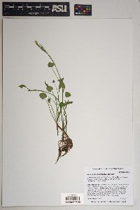 Ranunculus hydrocharoides image