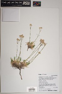 Eremogone aberrans image