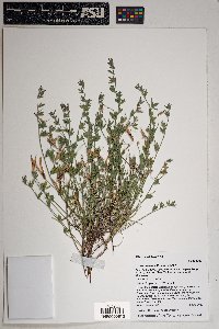 Lotus plebeius image