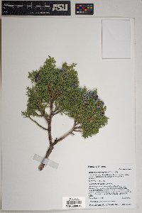 Juniperus osteosperma image